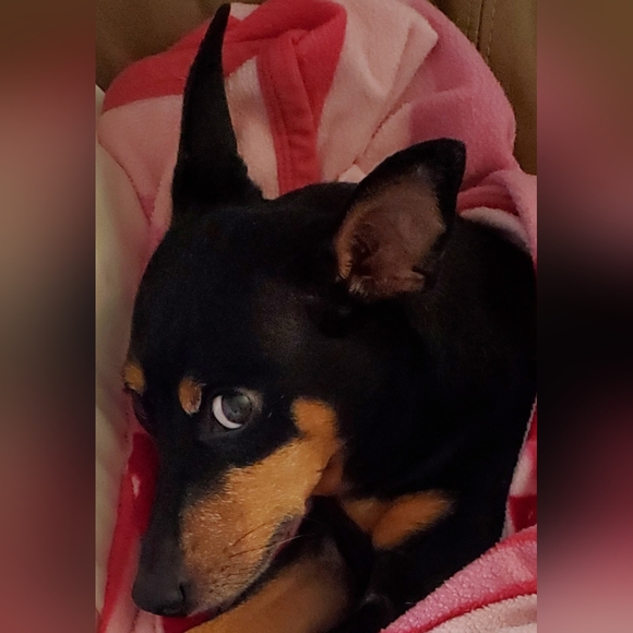 Meet your Posher, Kristen - Picture 4 of 5